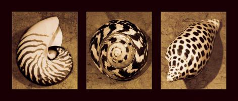 Shell Trio #CKL4489 Shell Trio #CKL4489