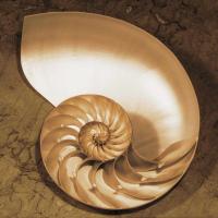 Chambered Nautilus #CKL4490 Chambered Nautilus #CKL4490
