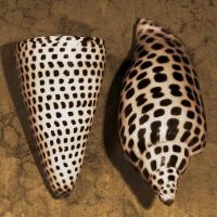 Cone Seashell #CKL4491 Cone Seashell #CKL4491