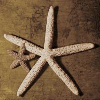 Starfish #CKL4493 Starfish #CKL4493