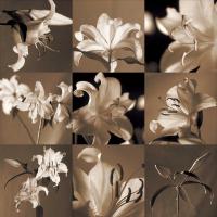 Lily Garden #CKL4602 Lily Garden #CKL4602