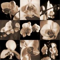 Orchid Bouquet #CKL4603 Orchid Bouquet #CKL4603