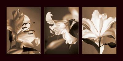 Lily Trio #CKL4606 Lily Trio #CKL4606