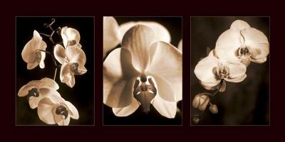 Orchid Trio #CKL4607 Orchid Trio #CKL4607