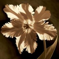 Parrot Tulip I #CKL4608 Parrot Tulip I #CKL4608