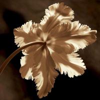 Parrot Tulip II #CKL4609 Parrot Tulip II #CKL4609