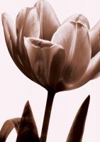 Tulip in Sepia I #CKL4610 Tulip in Sepia I #CKL4610