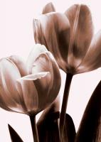 Tulip in Sepia II #CKL4611 Tulip in Sepia II #CKL4611
