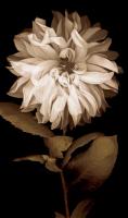 Dahlia I #CKL4612 Dahlia I #CKL4612
