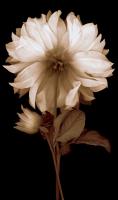 Dahlia II #CKL4613 Dahlia II #CKL4613