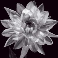 White Dahlia I #CKL5018 White Dahlia I #CKL5018