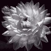 White Dahlia II #CKL5019 White Dahlia II #CKL5019