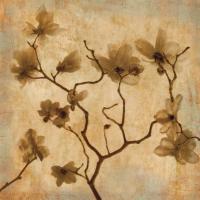 Magnolias I #CKL6428 Magnolias I #CKL6428