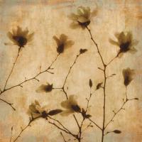 Magnolias II #CKL6429 Magnolias II #CKL6429