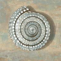 Aqua Seashell #CKL6936 Aqua Seashell #CKL6936