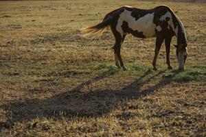 Long Shadow #CRO-1424 Long Shadow #CRO-1424