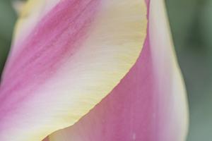 Delicate #CRO-1652