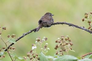 Resting Sparrow #CRO-1720