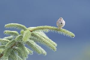 Evergreen Perch #CRO-1732 Evergreen Perch #CRO-1732