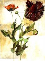 Poet Floral and Botanical #86311 Poet Floral and Botanical #86311