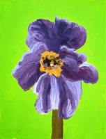 Purple Poppy #70003 Purple Poppy #70003
