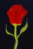 Red Tulip #75076 Red Tulip #75076