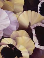 Fancy Pansies #98562 Fancy Pansies #98562