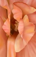 Modern Rose #98564 Modern Rose #98564