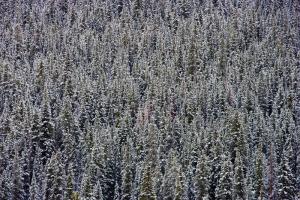 Snow Trees #82621 Snow Trees #82621
