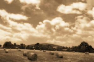 Wheatbales #82605 Wheatbales #82605