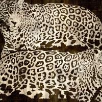 Leopards #DDS111229 Leopards #DDS111229