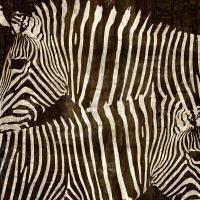 Zebras #DDS111231 Zebras #DDS111231