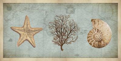 Sea Treasures II #DDV7415 Sea Treasures II #DDV7415