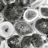 Agate in Grey II #DLC112143