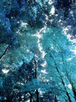 Blue Forest I #DST111765 Blue Forest I #DST111765
