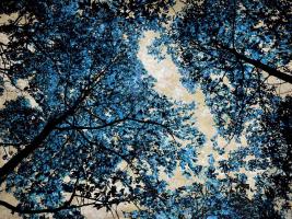 Blue Forest II #DST111766 Blue Forest II #DST111766