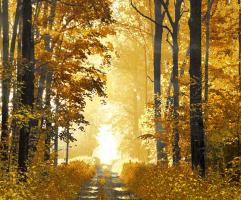 Sunlit Path #DST113312 Sunlit Path #DST113312