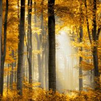 Sunlit Forest II #DST113313 Sunlit Forest II #DST113313