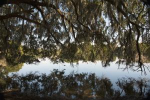 Lake Alice Reflections #102362 Lake Alice Reflections #102362