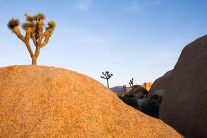 Joshua Tree Dream #83284 Joshua Tree Dream #83284