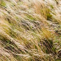 Grass Study 11 #86169 Grass Study 11 #86169