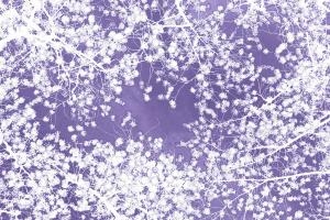 Forest Canopy 1 - Purple #92693 Forest Canopy 1 - Purple #92693