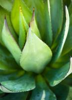 Yucca Study 2 #83283 Yucca Study 2 #83283