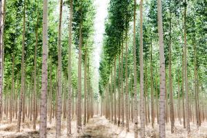Poplars 2 #83547