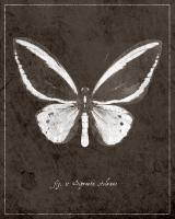 Butterfly I #89442 Butterfly I #89442