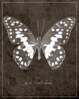 Butterfly M #93006 Butterfly M #93006