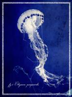 Marine Collection E #86236 Marine Collection E #86236