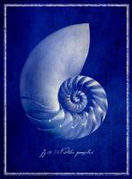 Nautilus Shell #87132 Nautilus Shell #87132
