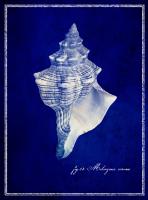 Conch Shell #87133 Conch Shell #87133