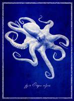 Octopus #87135 Octopus #87135